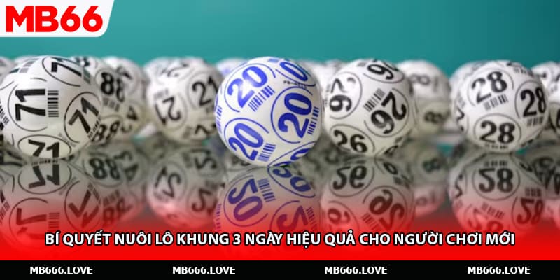 Bí Quyết Nuôi Lô Khung 3 Ngày Hiệu Quả Cho Người Chơi Mới